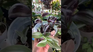 How to propagate tradescantia in a week? #houseplants #tradescantia  #soilpropagation #shorts