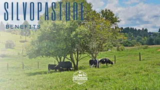 How Silvopasture improves pasture