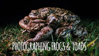 Photographing frogs & toads in the New Forest