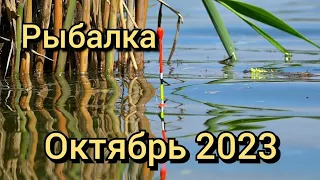 Рыбалка на поплавок 2 октября 2023 г.Ловля карася на корвалол на поплавочную удочку в лесном озере.