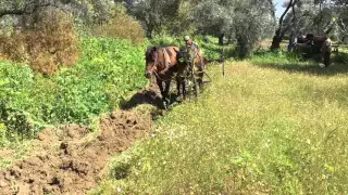 Atlarla bahçe arası çift sürümü