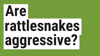 Are rattlesnakes aggressive?