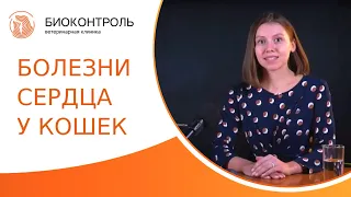 🐱 Диагностика, лечение и профилактика болезней сердца у кошек. Болезни сердца у кошек. 18+