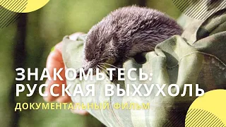 «Знакомьтесь: русская выхухоль» | Документальный фильм