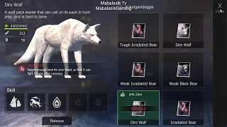 Easy Catching Dire Wolf | Technique how to get Dire wolf boss in Old Town - Wasteland Survival