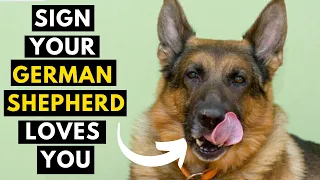 20 Hidden Signs Your German Shepherd Loves You But You Ignore