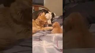 Кошка знакомит своего котёнка с другом-собакой