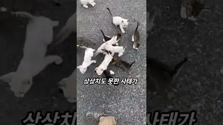 무시무시한 냥줍 전술