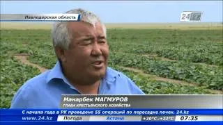 В Павлодарском регионе может снизиться урожай бахчевых культур