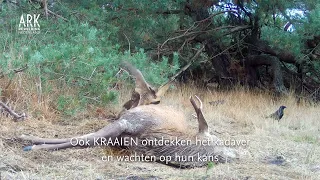 Wolven als aaseter op de Veluwe