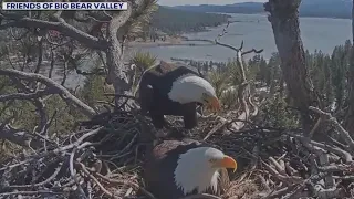 Big Bear eagle eggs may not hatch