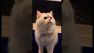 Pretty luna cat playing #catsoftiktok #cat #catvideos #viral #catlover #cats #kitten #meow #kittens