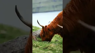 Cow Eating Fresh Grass 🐄🐮 🎶 🎵