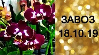 🌸Продажа орхидей по Украине. (завоз 18. окт. 19 г.) Отправка в любую точку. ЗАМЕЧТАТЕЛЬНЫЕ КРАСОТКИ