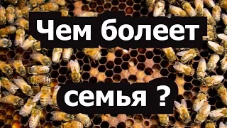 Пасека #39 Это может Гнилец или нет? Пчелиный эксперимент - Чем болеет семья ? Пчеловодство. Пасека.