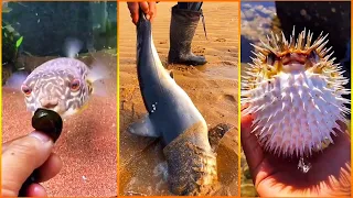 Asian Talented Fisherman Catching Seafood's | Deep Sea Creatures! Fishing