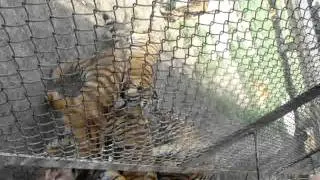Кормление тигров в сафари-парке г. Харбин
