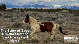 The Heartwarming Story of Sage the Fifteenmile Wild Horse🐴 First Horse of Nirvana Mustang Sanctuary