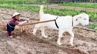 Cutis Farmer Take Goat To Plow And Grow Vegetables At The Farm