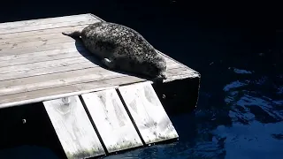 Harbour Seal Sunbathing In Vancouver Aquarium