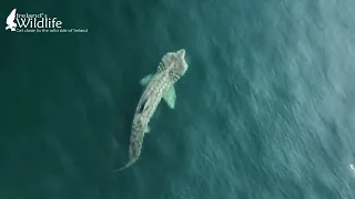 Basking Sharks, West Cork, May 2024