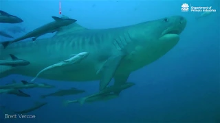 NSW tagged as a world leader in shark program