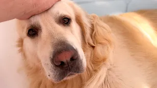 Waking Up a Thankful Golden Retriever Having a Nightmare!