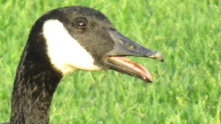 How Canada Geese Deal With a Heat Wave