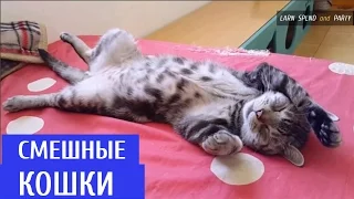 Подборка Смешные кошки 2016 | Funny Cats Compilation 2016