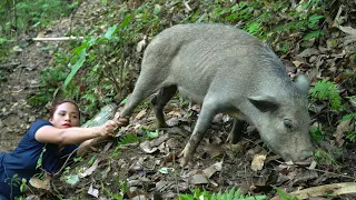 FULL: 30 days, pigs attack people, trap ferocious wild boars. Alone, survival instinct  phượng pú