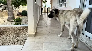 Kangal Welpen 9 Monate in Alanya Antalya, Türkei , 30. Mai 2024 | Kangal Dogs