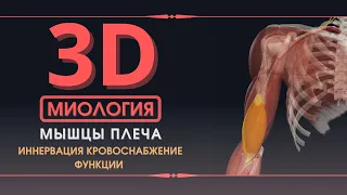 Мышцы Верхней Конечности - 3D Анатомия Мышц Плеча - Часть 2