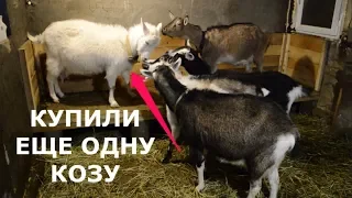 Как купить хорошую козу.