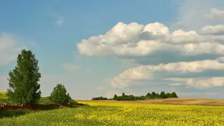 Природа Беларуси. Таймлапс облака быстро плывут над рапсовым полем.