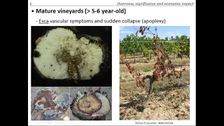 Grapevine trunk disease causes and management techniques