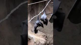 Flying Fox at Disney's animal Kingdom