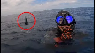 5 Scary Shark Encounters That Will Terrify You