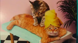 ЛУЧШИЕ ПРИКОЛЫ С ЖИВОТНЫМИ 2. СМЕШНЫЕ КОШКИ, СОБАКИ И ДРУГИЕ ЖИВОТНЫЕ. FUNNY ANIMALS.