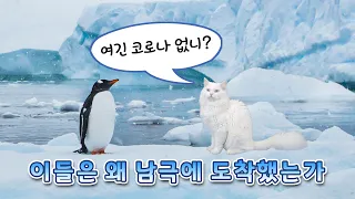 남극에서 실.제.촬.영!! | 고양이산책