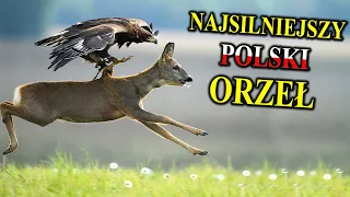 ORZEŁ PRZEDNI Polujący na Sarny, Wilki, Kozice, Głuszce | Najsilniejszy Polski Orzeł