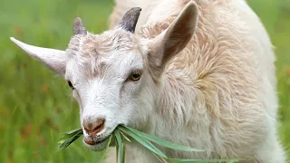 Top 10 Funny Goat Video - Funniest                       Goats [BEST OF]