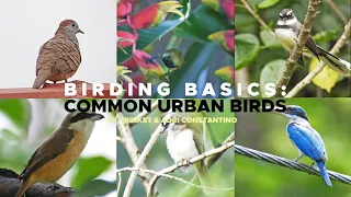 Birding Basics: Common Urban Birds