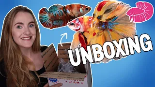 Premium Imported Betta Unboxing! And the Sickness That Sneaked into my Fish Room Afterwards.