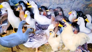 Ayam Lucu Dunia, Ayam Warna Warni, Ayam Pelangi, Bebek, Merak Yang Lucu, Kalkun Lucu, Hewan  🦢 🦆