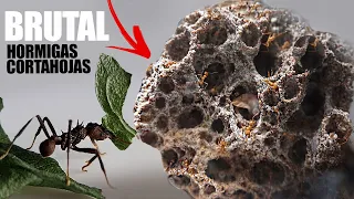 🍃 El increíble proceso de las hormigas cortadoras de hojas- Acromyrmex octospinosus  leafcutter ants