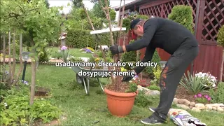 GARDEN (14) - Formowanie iglaków - TUJA z gruntu do donicy