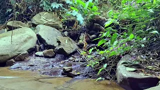 Natural sounds-Calming Stream flowing sounds and Beautiful Birds chirping,Relax,Sleep,Study.