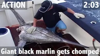 Giant Black Marlin Attacked by Monster Sharks - ultimatefishing.tv