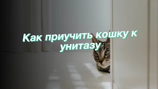 Как приучить кошку к унитазу