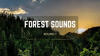 Atmospheric forest sound - free download